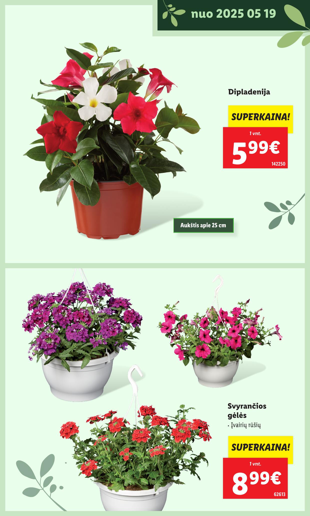 LIDL katalogas "Švenčiame sodą" galioja nuo 2025.05.12