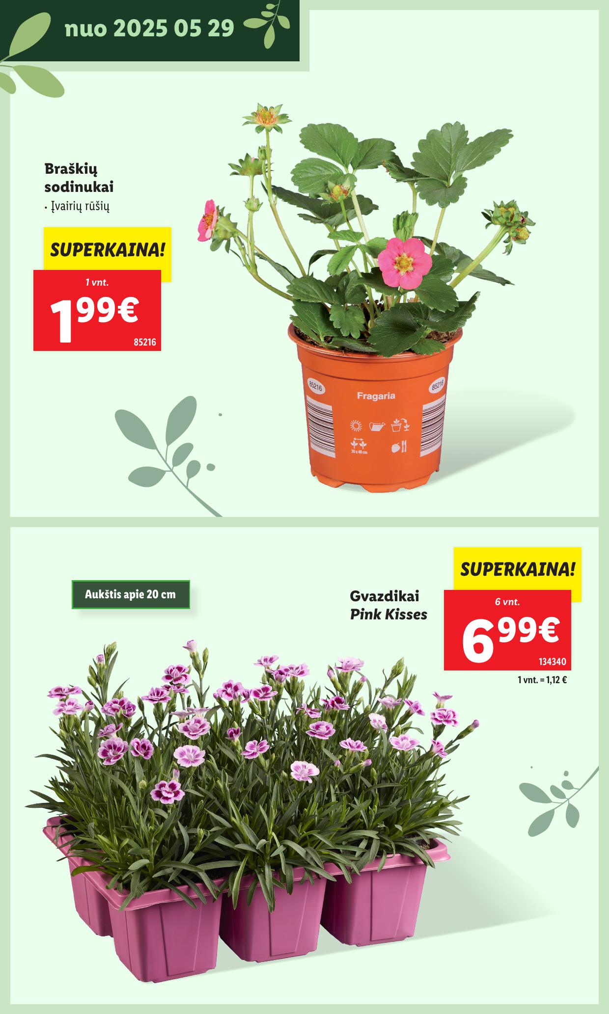 LIDL katalogas "Švenčiame sodą" galioja nuo 2025.05.12