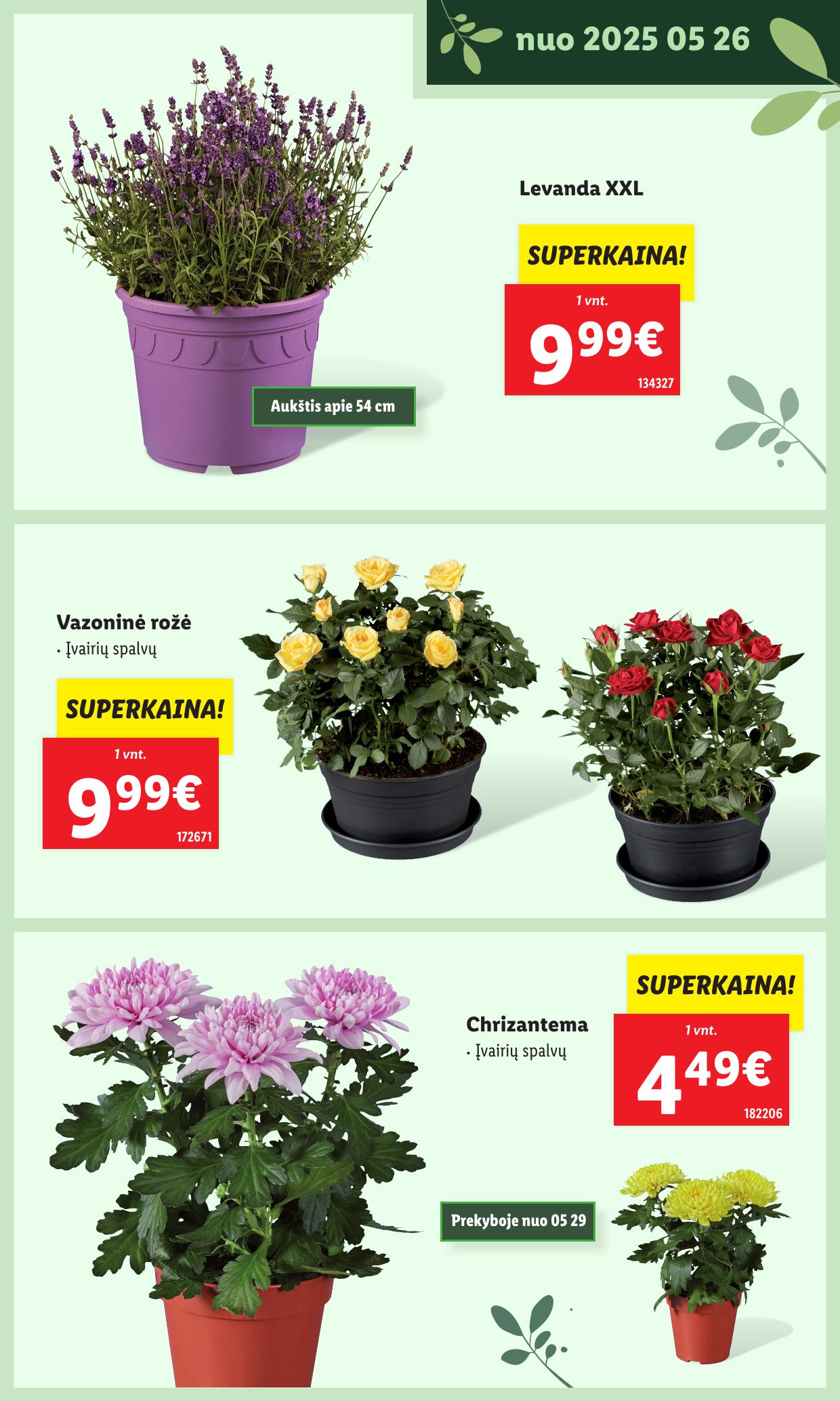 LIDL katalogas "Švenčiame sodą" galioja nuo 2025.05.12